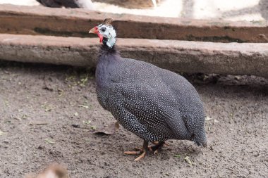 Kırmızı ve beyaz yüzlü bir kobay tavuğu, Beyaz Başlıklı Gine tavuğu