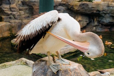 Bir pelikana yaklaş.