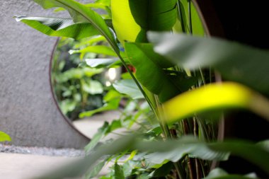 Yaprak dokusu ve ayna gibi muz. Calathea luthea puro calathea. Koyu yeşil yapraklar palmiye arkaplanı.