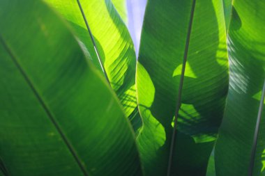 Yaprak dokusu gibi muz. Calathea luthea puro calathea. Koyu yeşil yapraklar palmiye arkaplanı.