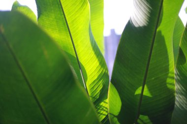 Yaprak dokusu gibi muz. Calathea luthea puro calathea. Koyu yeşil yapraklar palmiye arkaplanı