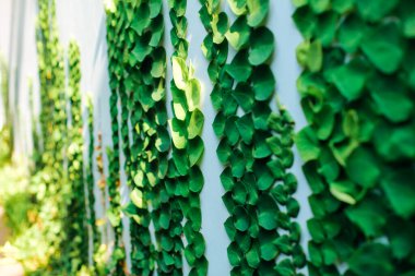 Plant climbing dollar on a white wall or Creeping dollar is a type of vine from the Genus ficus. good for background