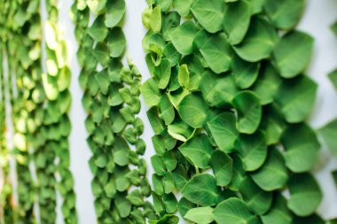 Plant climbing dollar on a white wall or Creeping dollar is a type of vine from the Genus ficus. good for background