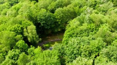 Bu video Catskills 'de ağaçlık bir kulübe görüntülerini gösteriyor..  