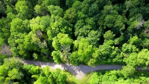 Dieses Video Zeigt Ansichten Einer Schotterstraße Der Waldgemeinde Beaverkill Den — Stockvideo
