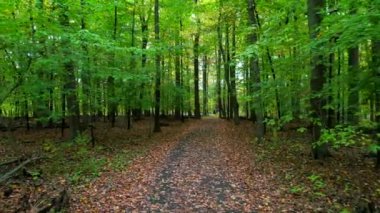 This video shows views of a park during the fall season. 