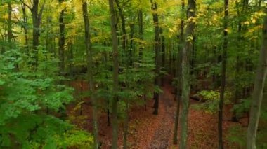 Scenic view of the woods.