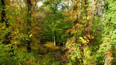 Scenic view of the woods.