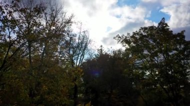 Beautiful shots of colorful trees in the woods during the Autumn season. 