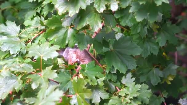 Video Shows Beautifully Unique View Squirrel Hidden Tree Branches Eating — Stockvideo