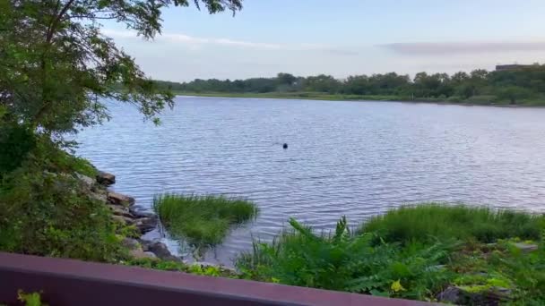 Ten Filmik Lotu Ptaka Pokazuje Widoki Trawiaste Pole Marshland Marine — Wideo stockowe