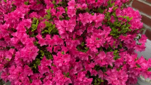 Rododendron Virág Egy Nemzetség 1024 Faj Fás Növények Heath Család — Stock videók