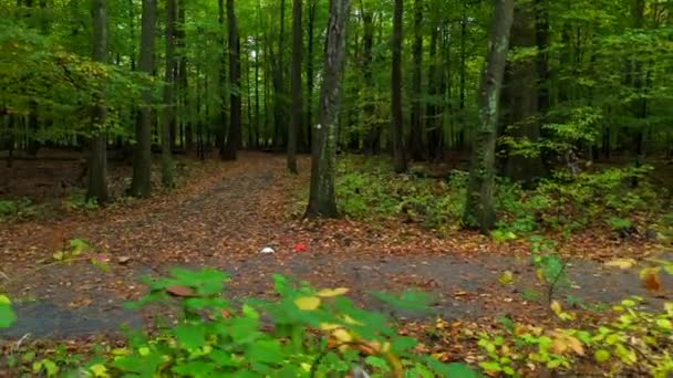 Мальовничий Вид Ліс — стокове відео