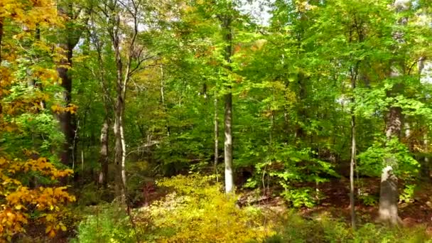 Naturskön Utsikt Över Skogen — Stockvideo