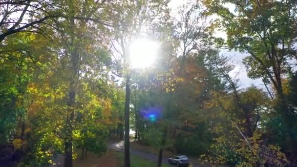 Belas Fotos Árvores Coloridas Floresta Durante Temporada Outono — Vídeo de Stock
