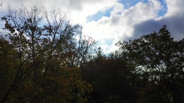 Красиві Кадри Барвистих Дерев Лісі Під Час Осіннього Сезону — стокове відео