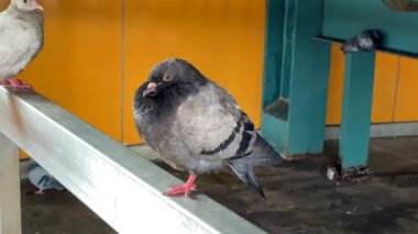 This video shows views of birds at a subway train station in Brooklyn, NY