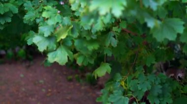 This video shows a beautifully unique view of a squirrel hidden among the tree branches eating. 