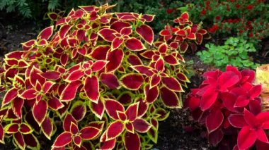 This video shows a beautiful view of a garden in a front yard.  