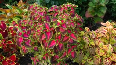 This video shows a beautiful view of a garden in a front yard.  