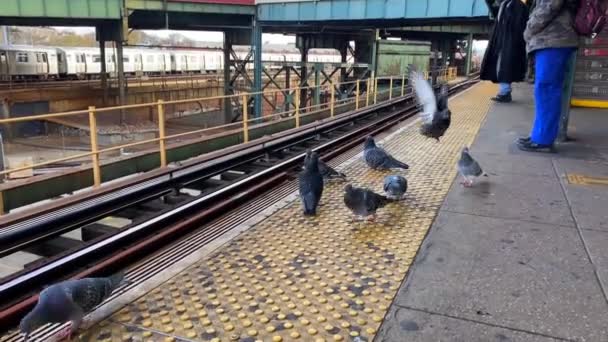 Video Shows Views Birds Subway Train Station Brooklyn — Vídeos de Stock