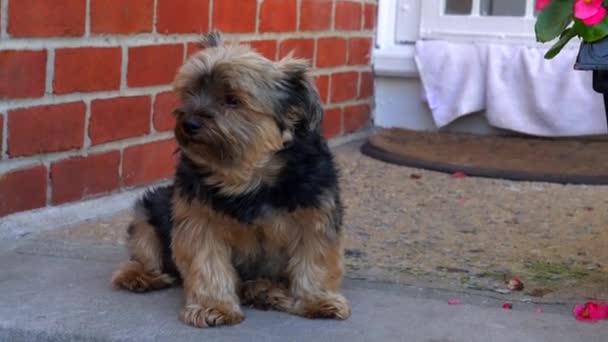 Video Shows Close View Yorkshire Terrier Dog Sitting Porch — Stock video