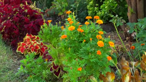 Dieses Video Zeigt Einen Schönen Blick Auf Einen Garten Einem — Stockvideo