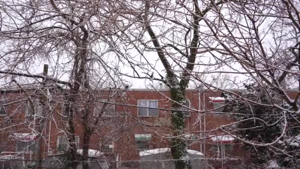 View Snow Covered Backyard Brooklyn — Stock Video