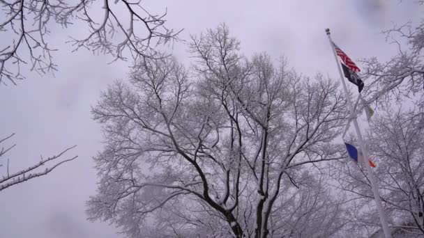 Dit Een Prachtig Uitzicht Vanuit Lucht Besneeuwde Bomen Een Park — Stockvideo