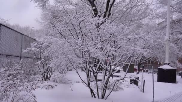 这是一个公园里被雪覆盖的树木的美丽的空中景观 — 图库视频影像