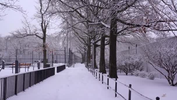 これは公園で雪に覆われた木々の美しい空中観察です — ストック動画