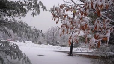 Bu, kar fırtınası sırasında karla kaplı bir parkın güzel bir kış kartpostalı görüntüsü.. 