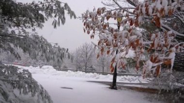 Bu, kar fırtınası sırasında karla kaplı bir parkın güzel bir kış kartpostalı görüntüsü.. 