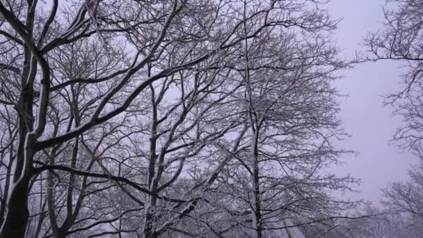 Dies Ist Eine Schöne Luftaufnahme Von Schneebedeckten Bäumen Einem Park — Stockvideo