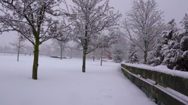 这是一个公园里被雪覆盖的树木的美丽的空中景观 — 图库视频影像