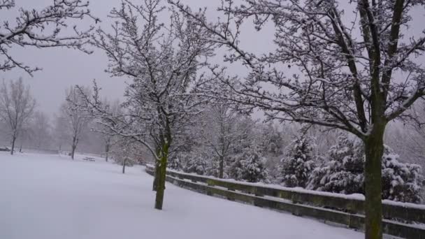 Αυτή Είναι Μια Όμορφη Εναέρια Άποψη Των Χιονισμένων Δέντρων Ένα — Αρχείο Βίντεο