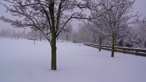 Αυτή Είναι Μια Όμορφη Εναέρια Άποψη Των Χιονισμένων Δέντρων Ένα — Αρχείο Βίντεο