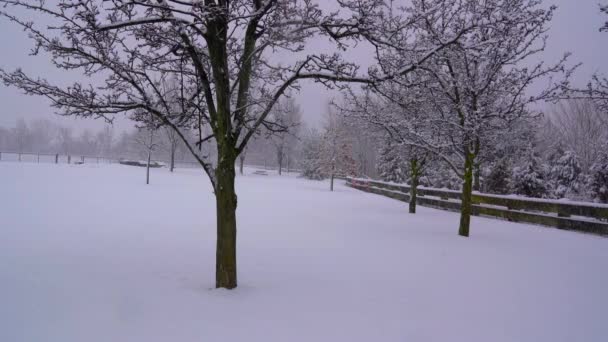 Parktaki Karla Kaplı Ağaçların Hava Manzarası — Stok video