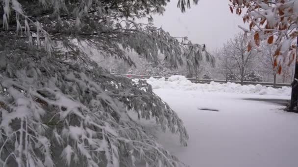 Esta Una Hermosa Postal Invierno Vista Parque Cubierto Nieve Durante — Vídeo de stock