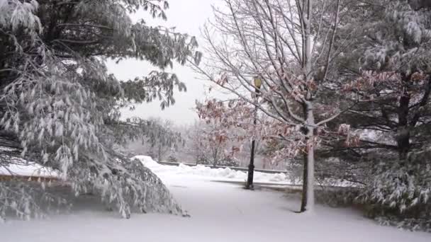 这是一张美丽的冬季明信片 上面是暴风雪中一个被雪覆盖的公园的照片 — 图库视频影像