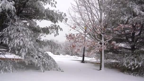 Krásný Pohled Zimní Pohled Zasněžený Park Během Vánice — Stock video