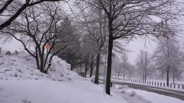 Beautiful Winter Postcard View Snow Covered Park Blizzard — Stock Video