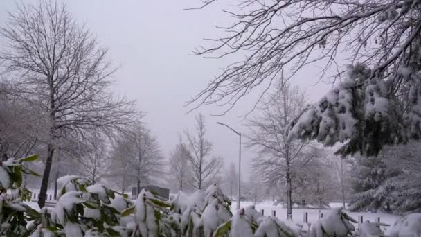 Jest Piękny Widok Zimową Pocztówkę Śnieżnego Parku Podczas Zamieci — Wideo stockowe