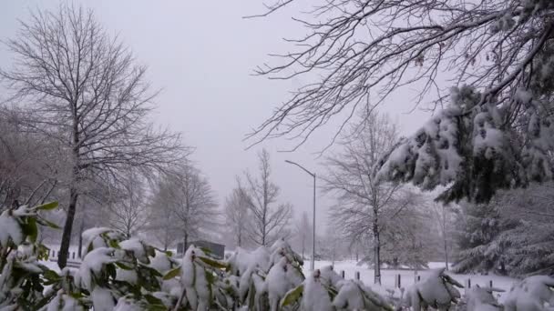 这是一张美丽的冬季明信片 上面是暴风雪中一个被雪覆盖的公园的照片 — 图库视频影像