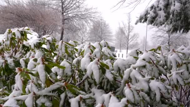 这是一张美丽的冬季明信片 上面是暴风雪中一个被雪覆盖的公园的照片 — 图库视频影像