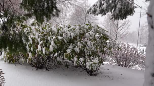 Egy Gyönyörű Téli Képeslap Egy Hófödte Parkról Hóvihar Idején — Stock videók