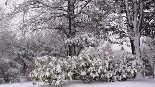 Esta Una Hermosa Postal Invierno Vista Parque Cubierto Nieve Durante — Vídeos de Stock