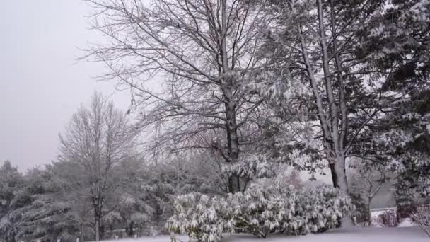 Beautiful Winter Postcard View Snow Covered Park Blizzard — Stock Video