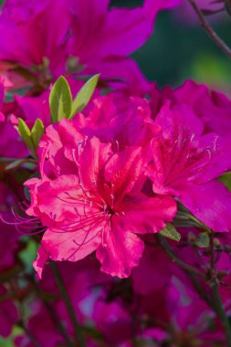 Red flowering azalea bush. Some beautiful azalea flowers in the sunlight