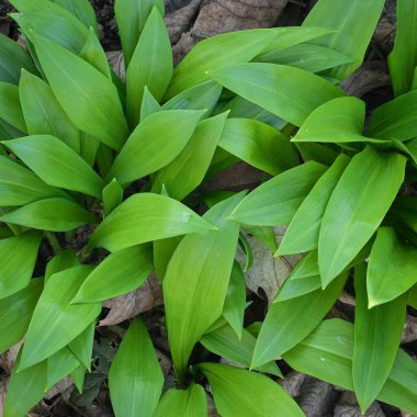 Mutfak kullanımı için sağlıklı orman sebzeleri. Bahar başında nemli ormanlarda yetişen sarımsak aromalı bir bitki..